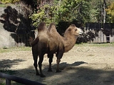 Camel 1